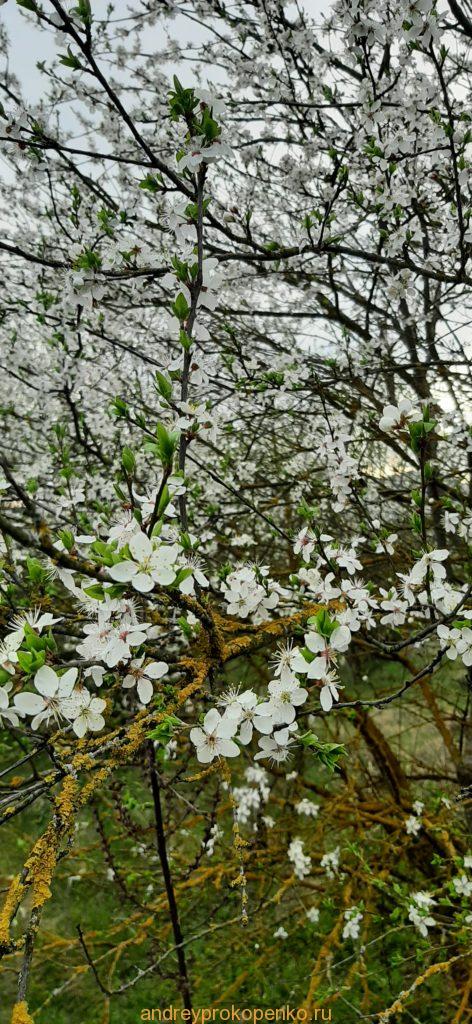 Цветение фруктовых деревьев в садах КМВ