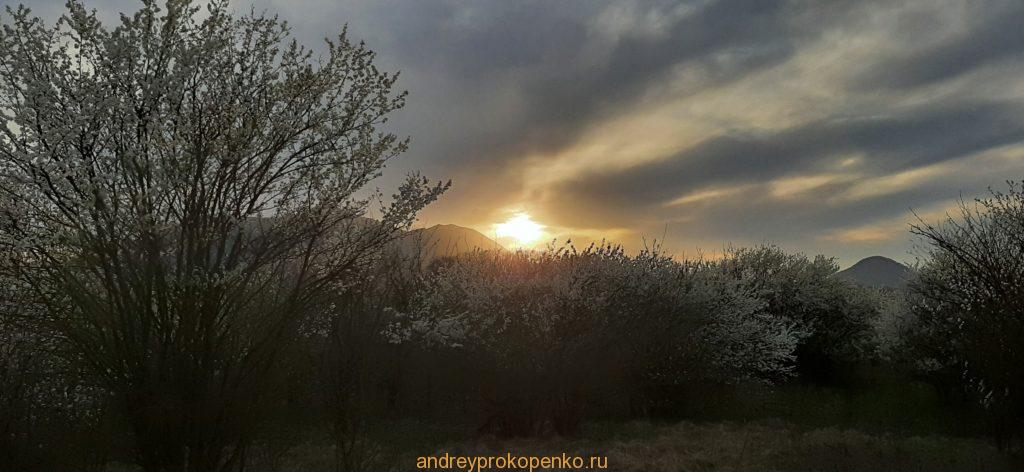 Цветение фруктовых деревьев в садах КМВ