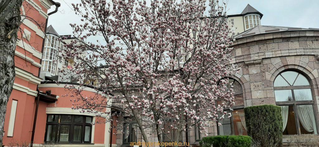 Цветёт магнолия в Ессентуках и Пятигорске