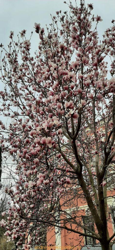 Цветёт магнолия в Ессентуках и Пятигорске