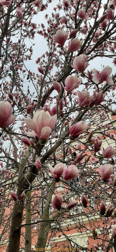 Цветёт магнолия в Ессентуках и Пятигорске