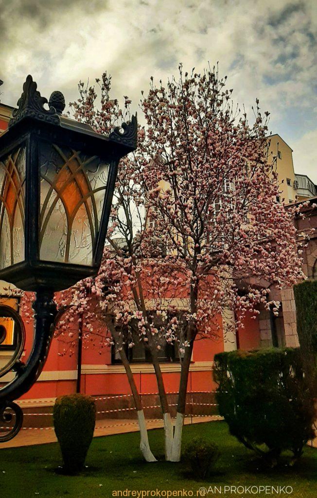 Цветёт магнолия в Ессентуках и Пятигорске