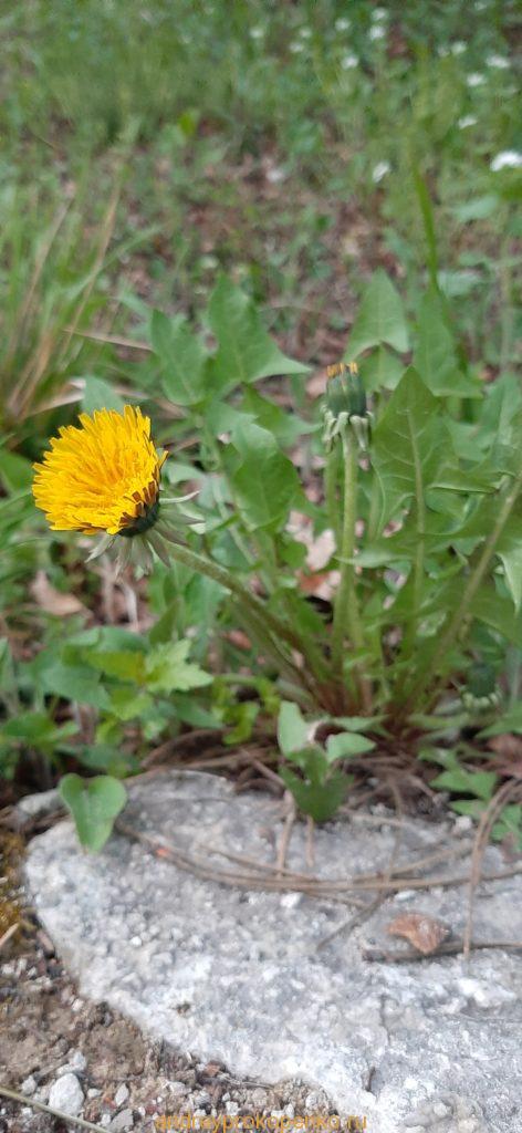 Прогулка по весеннему Пятигорску и горе Машук