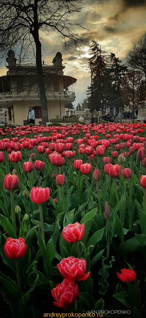 Весенняя красота парка Цветник в Пятигорске