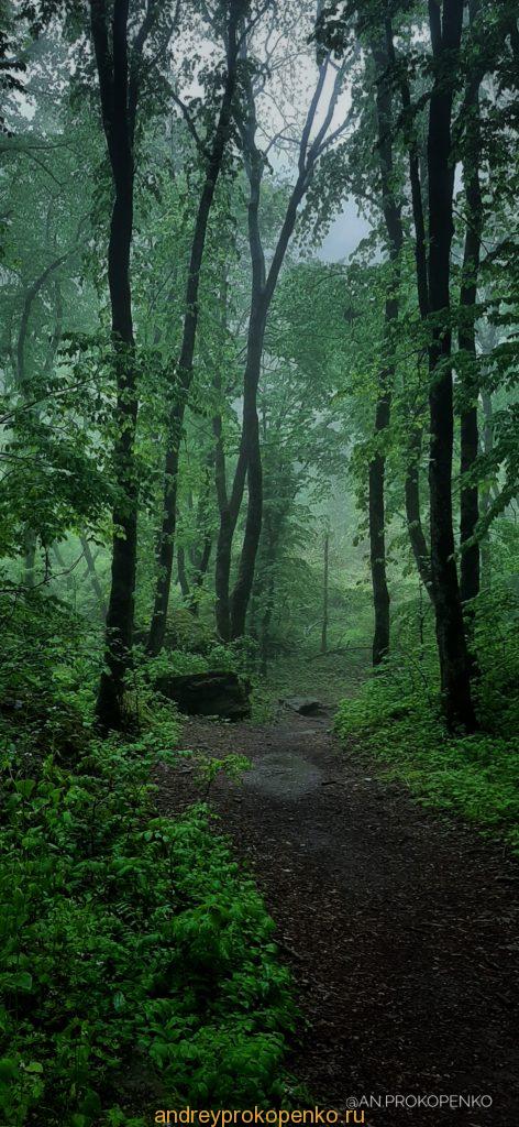 Мистический лес Кавказских Минеральных Вод