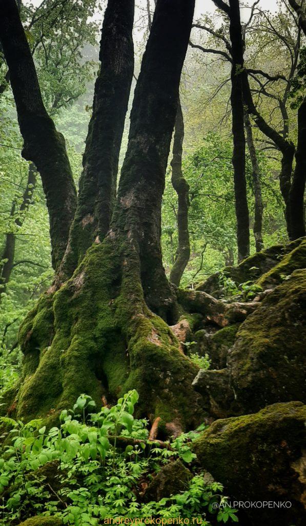 Мистический лес Кавказских Минеральных Вод