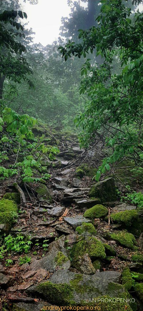 Мистический лес Кавказских Минеральных Вод