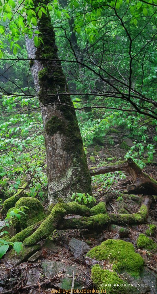 Мистический лес Кавказских Минеральных Вод