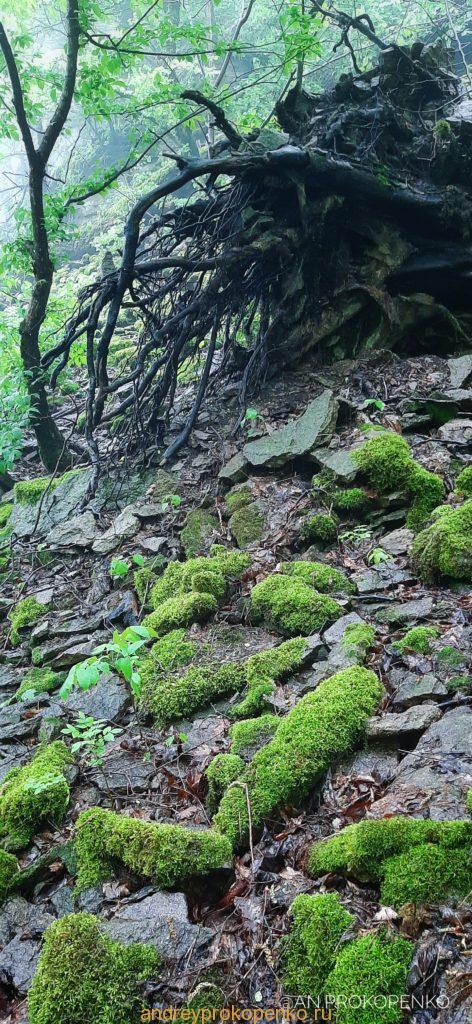 Мистический лес Кавказских Минеральных Вод