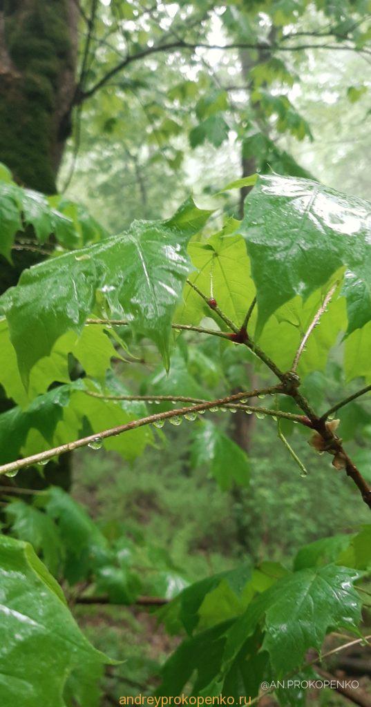 Мистический лес Кавказских Минеральных Вод