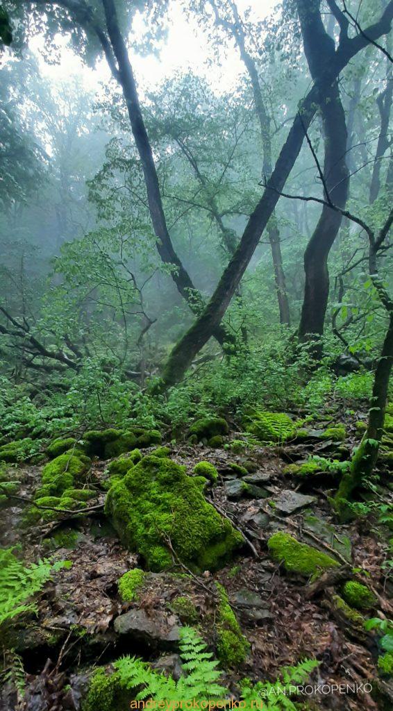 Мистический лес Кавказских Минеральных Вод