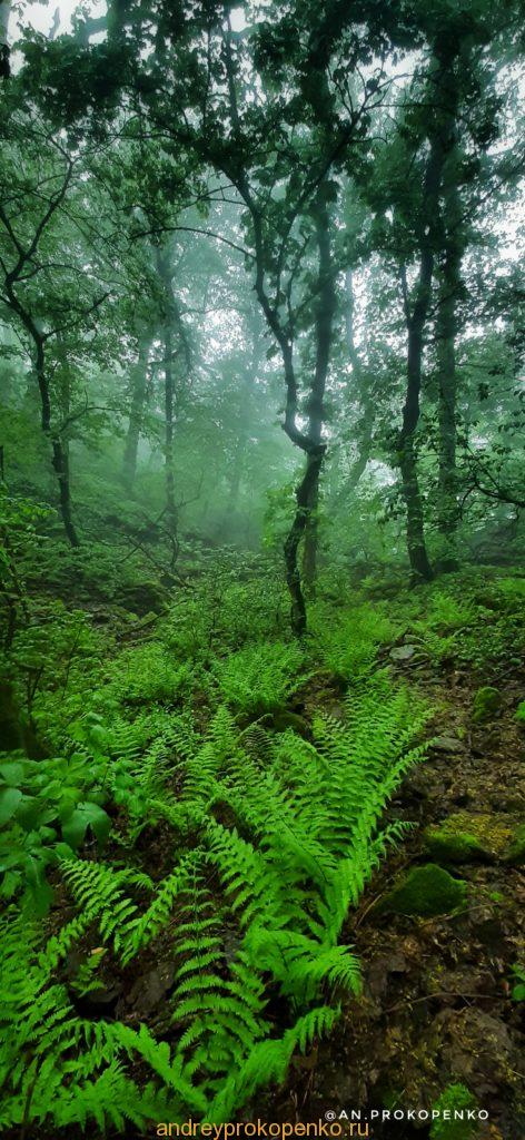 Мистический лес Кавказских Минеральных Вод