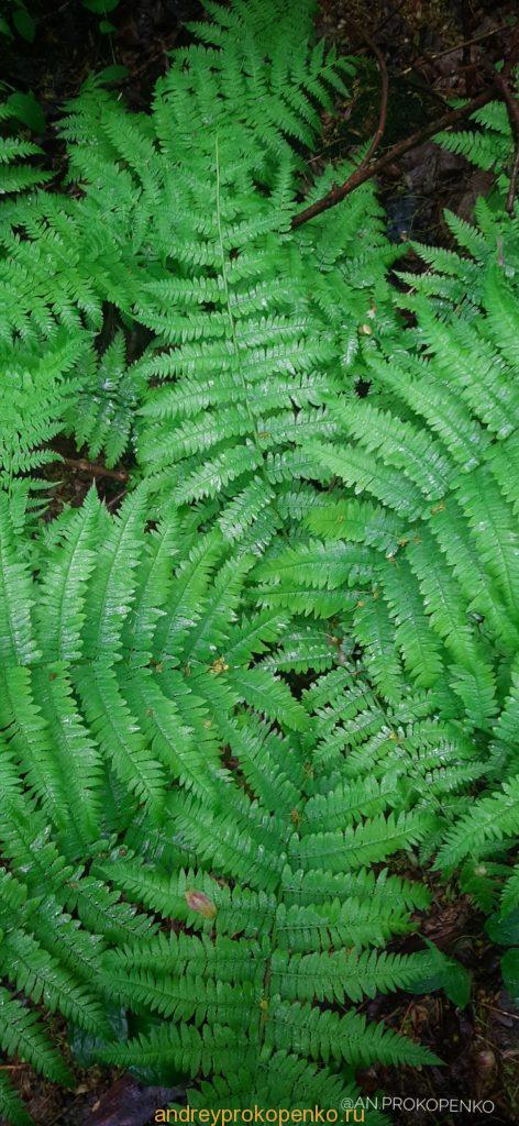 Мистический лес Кавказских Минеральных Вод