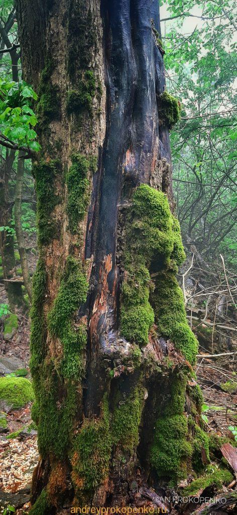 Мистический лес Кавказских Минеральных Вод