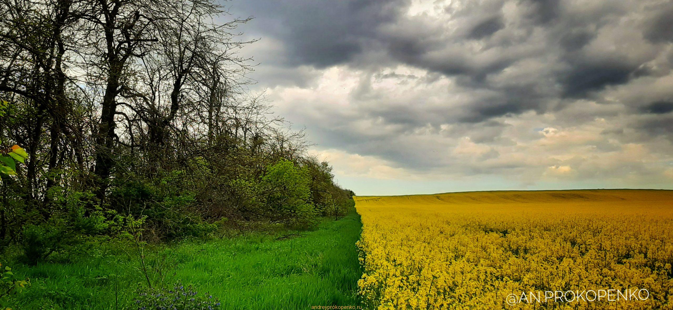 Цветение рапса на КМВ