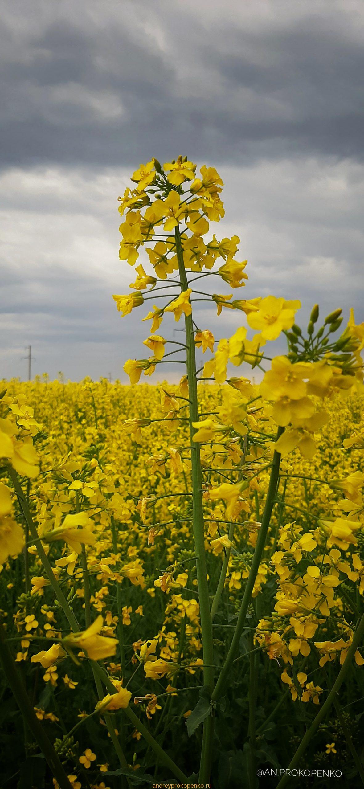 Цветение рапса на КМВ