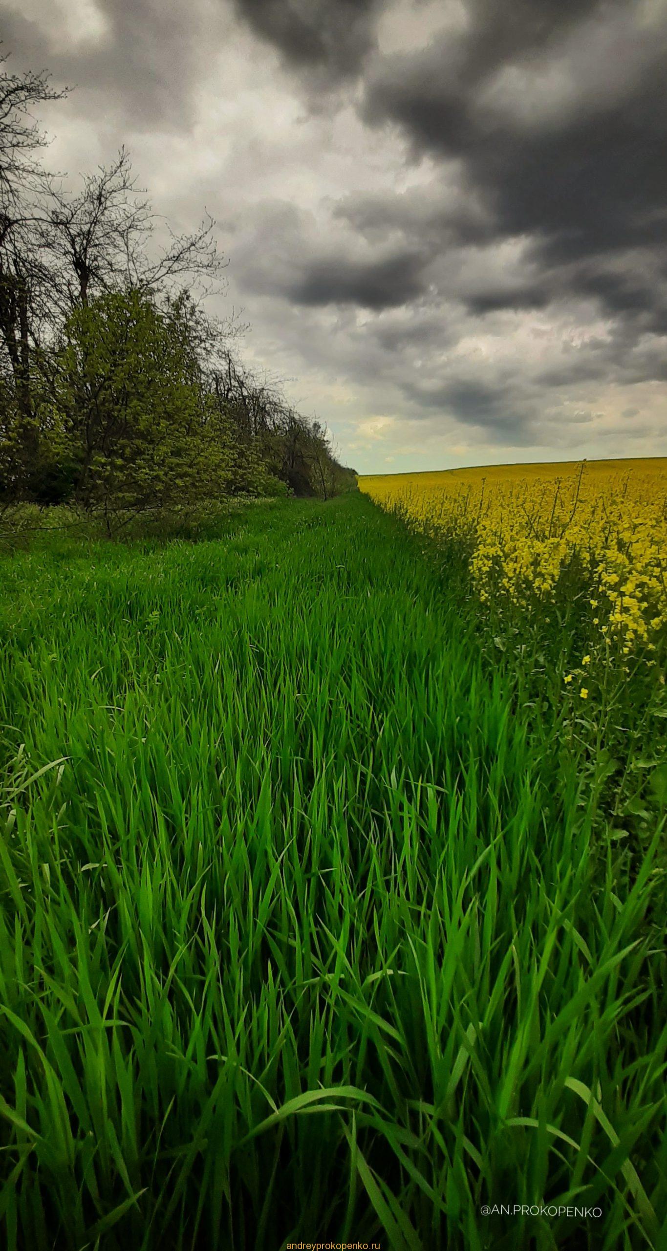 Цветение рапса на КМВ