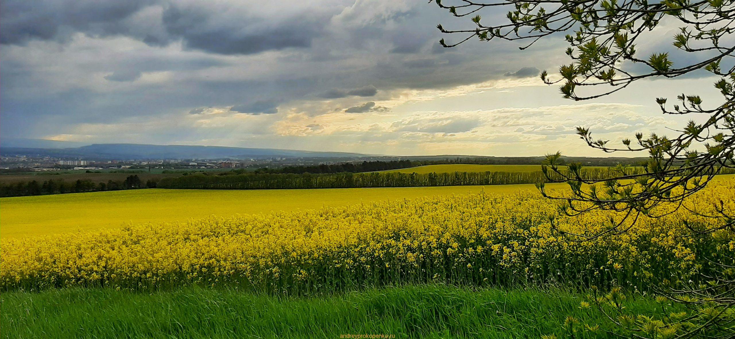 Цветение рапса на КМВ