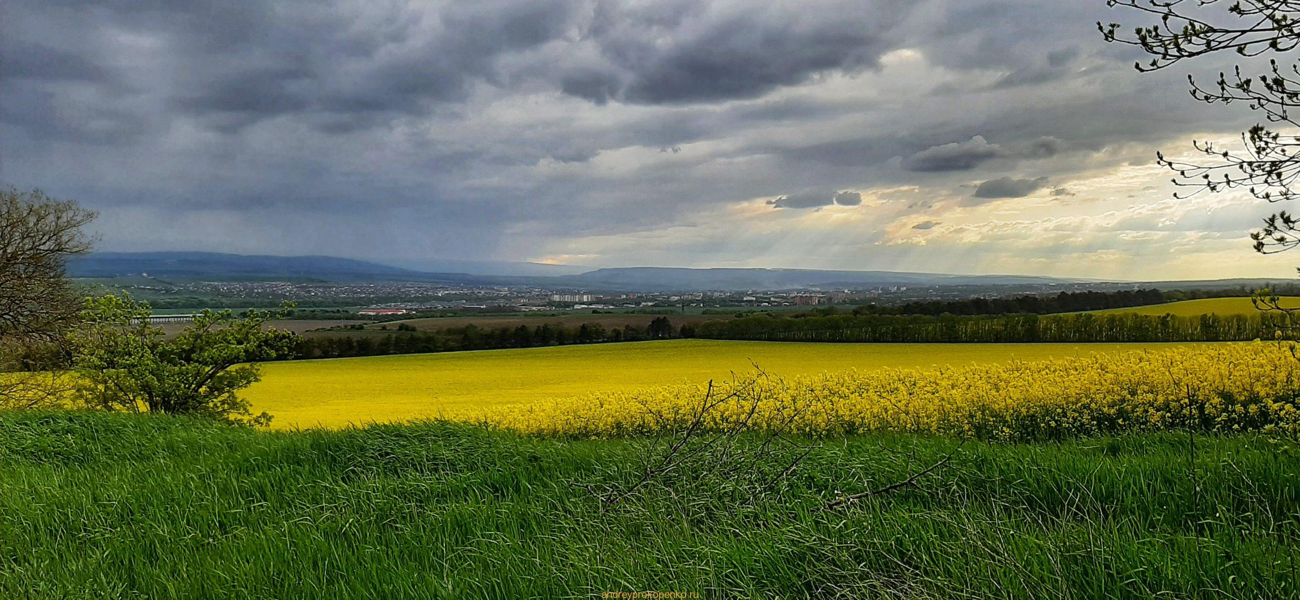Цветение рапса на КМВ