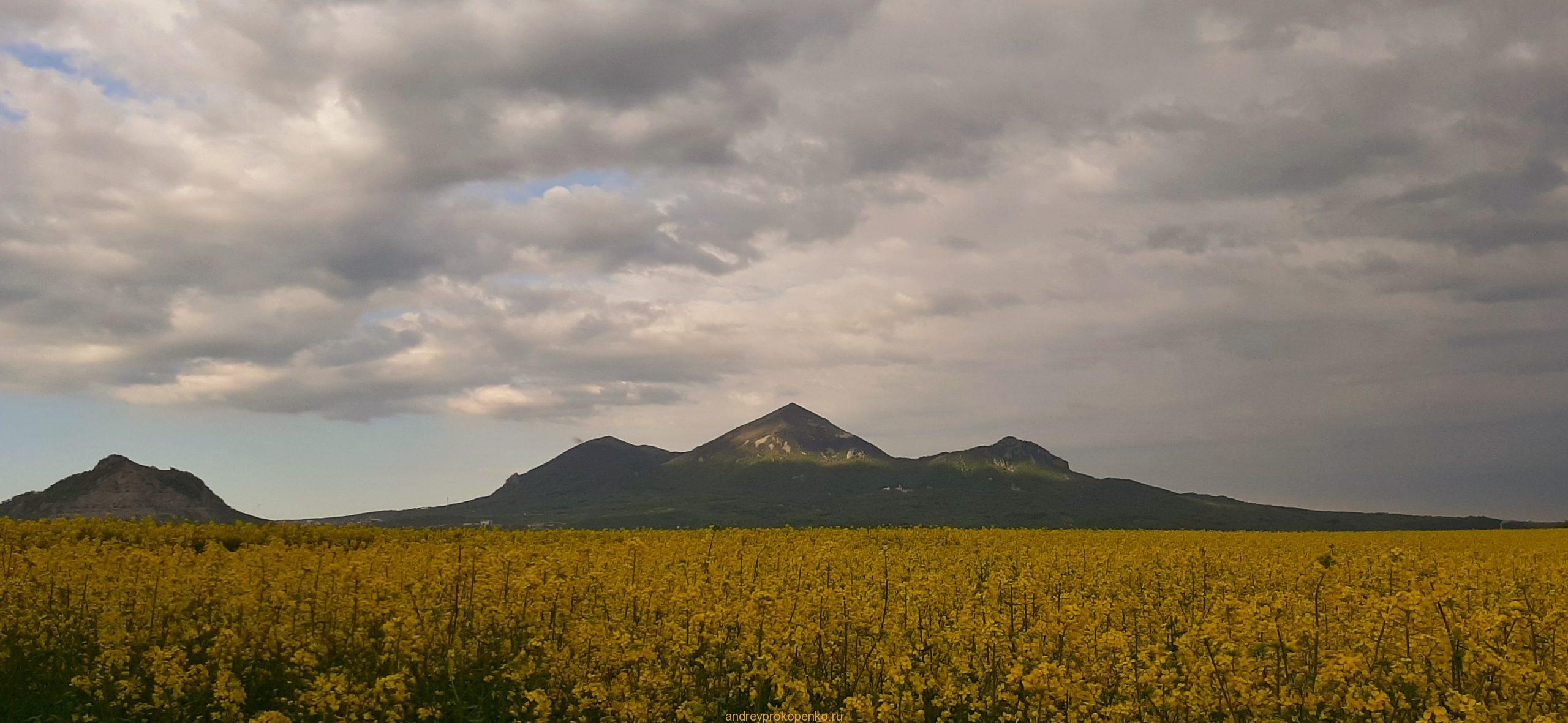 Цветение рапса на КМВ