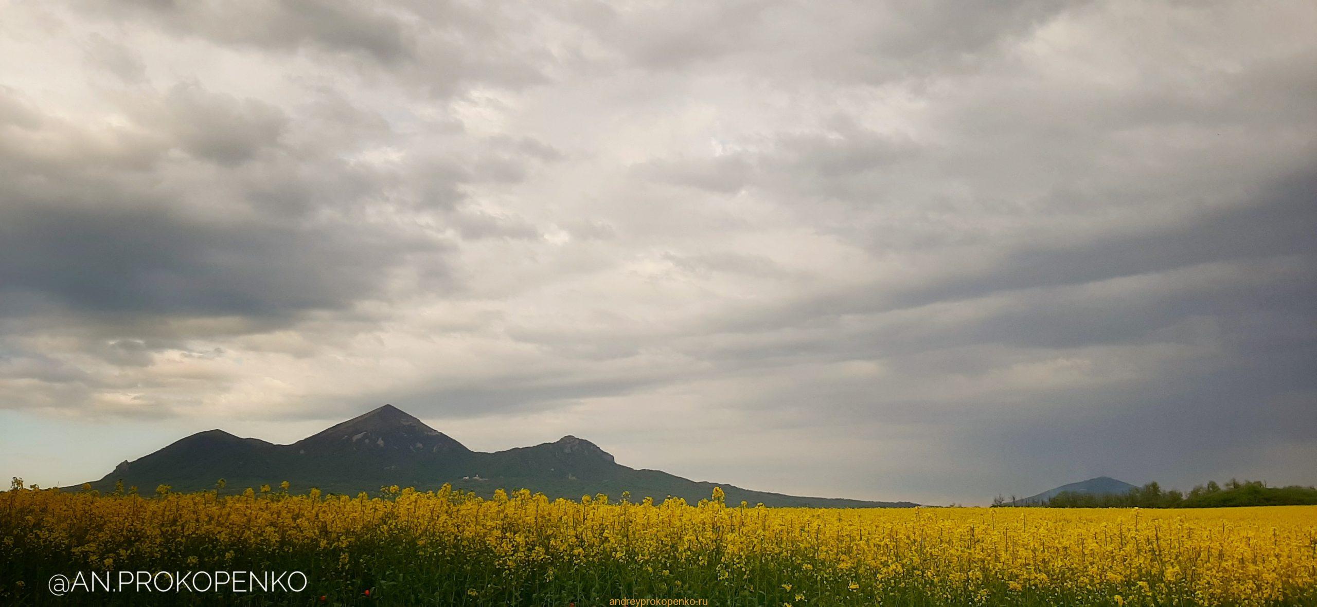 Цветение рапса на КМВ