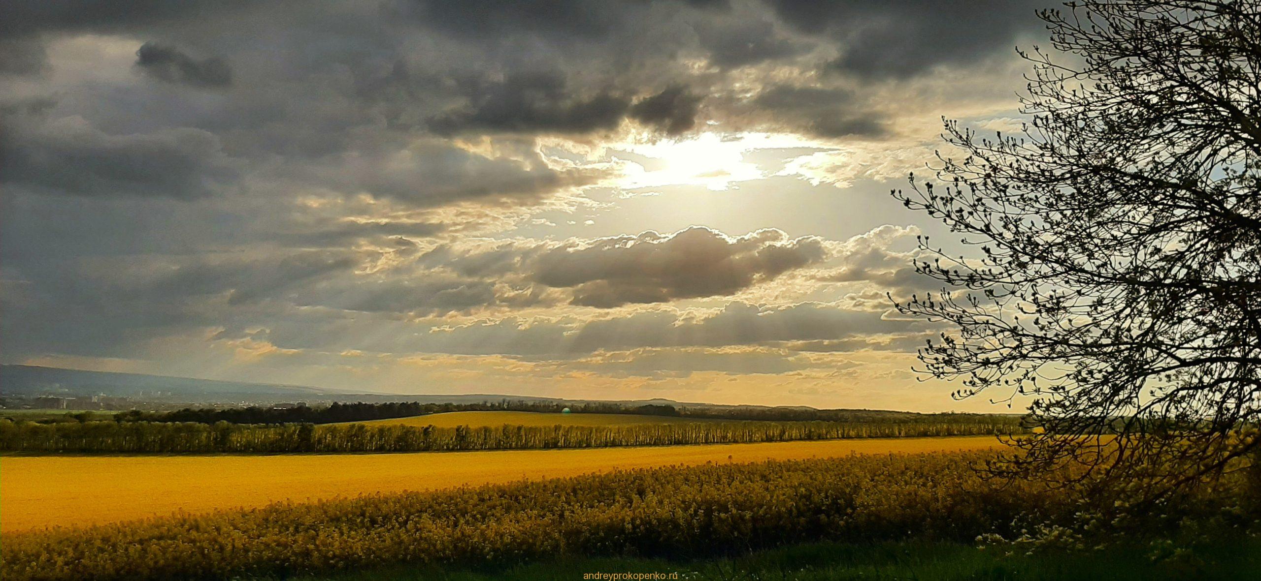 Цветение рапса на КМВ