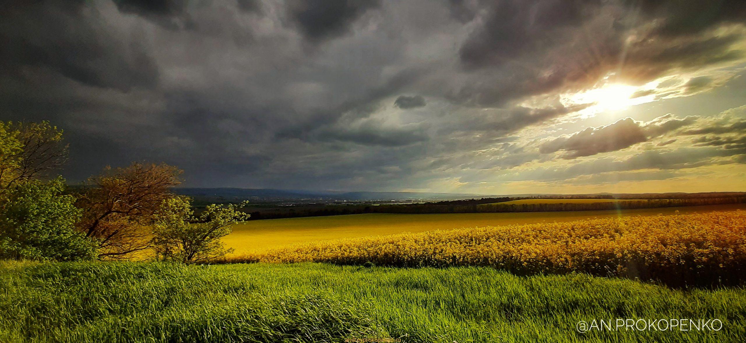 Цветение рапса на КМВ