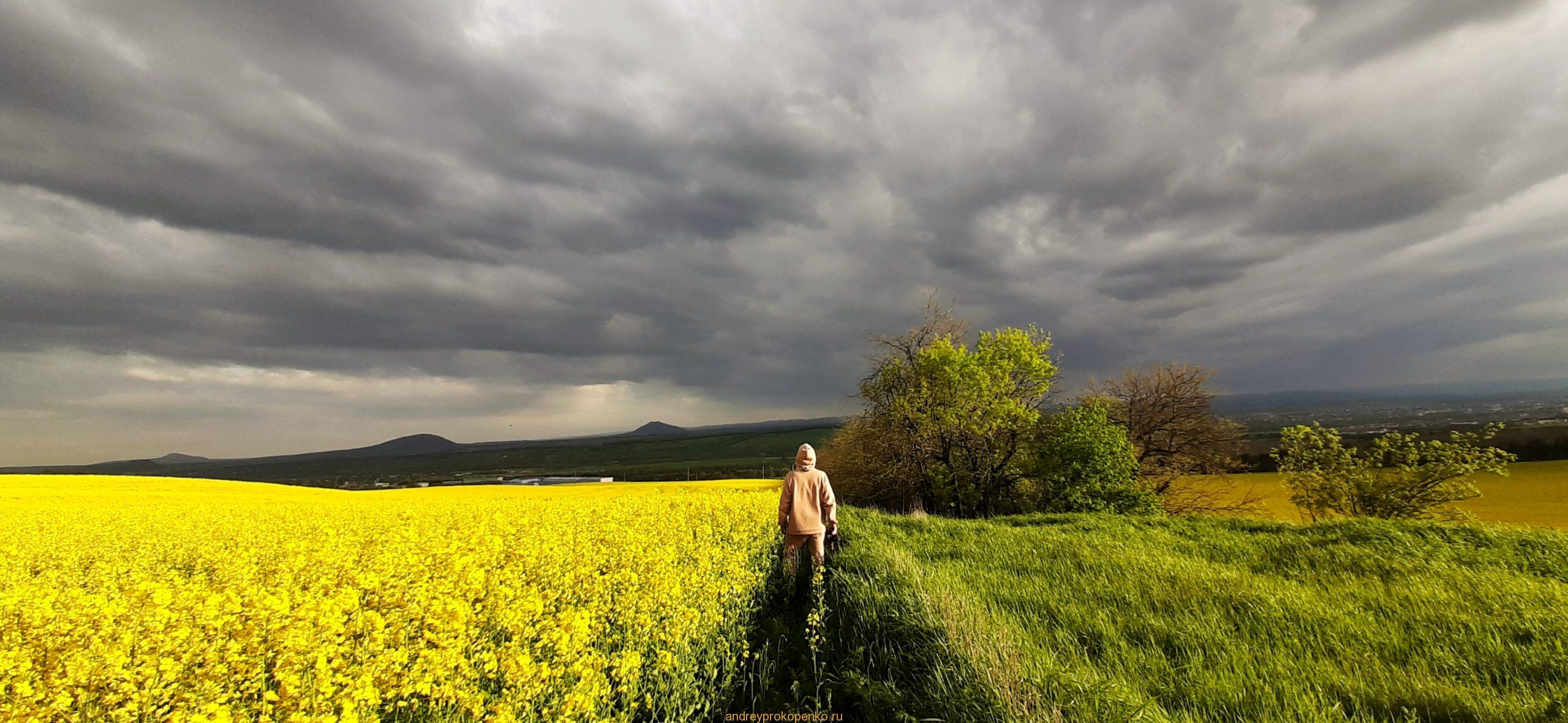 Цветение рапса на КМВ