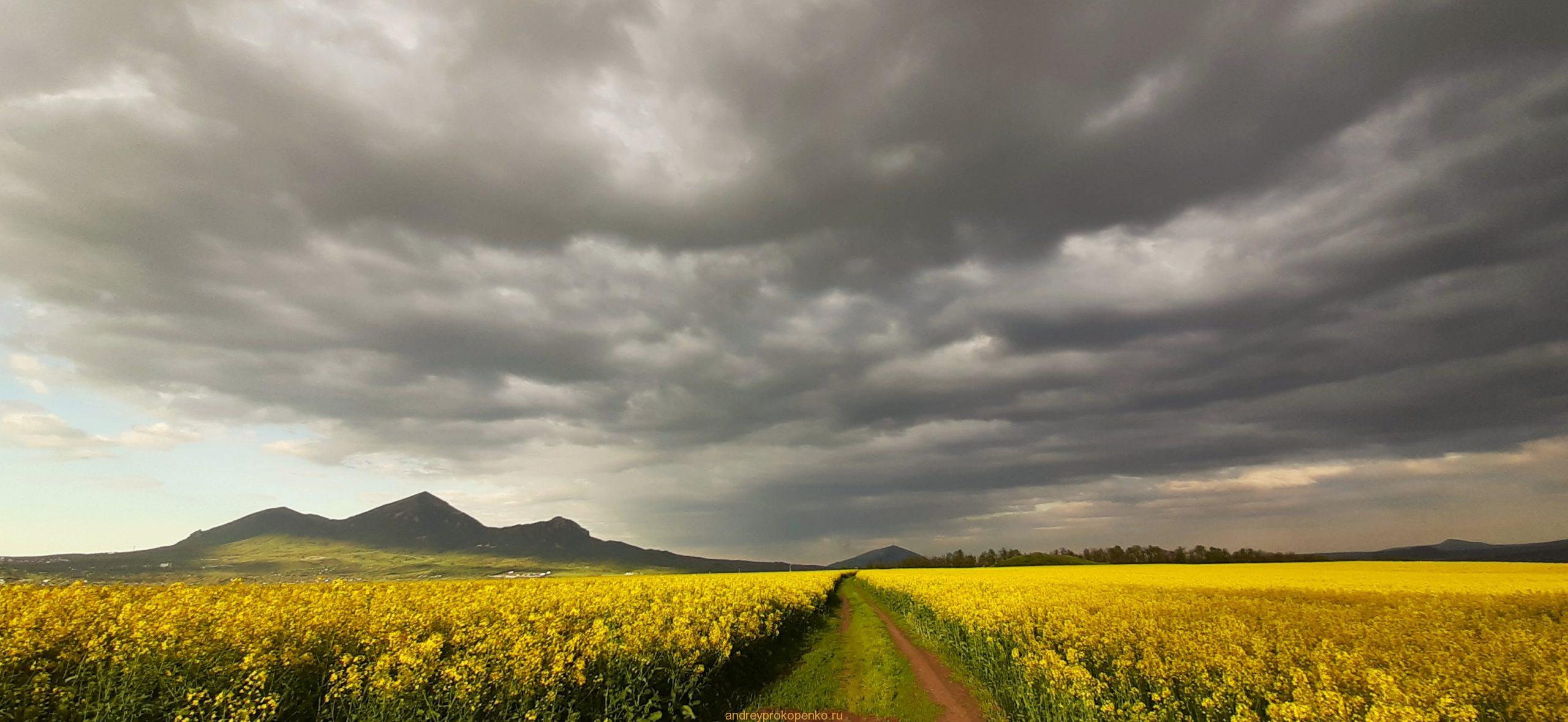 Цветение рапса на КМВ