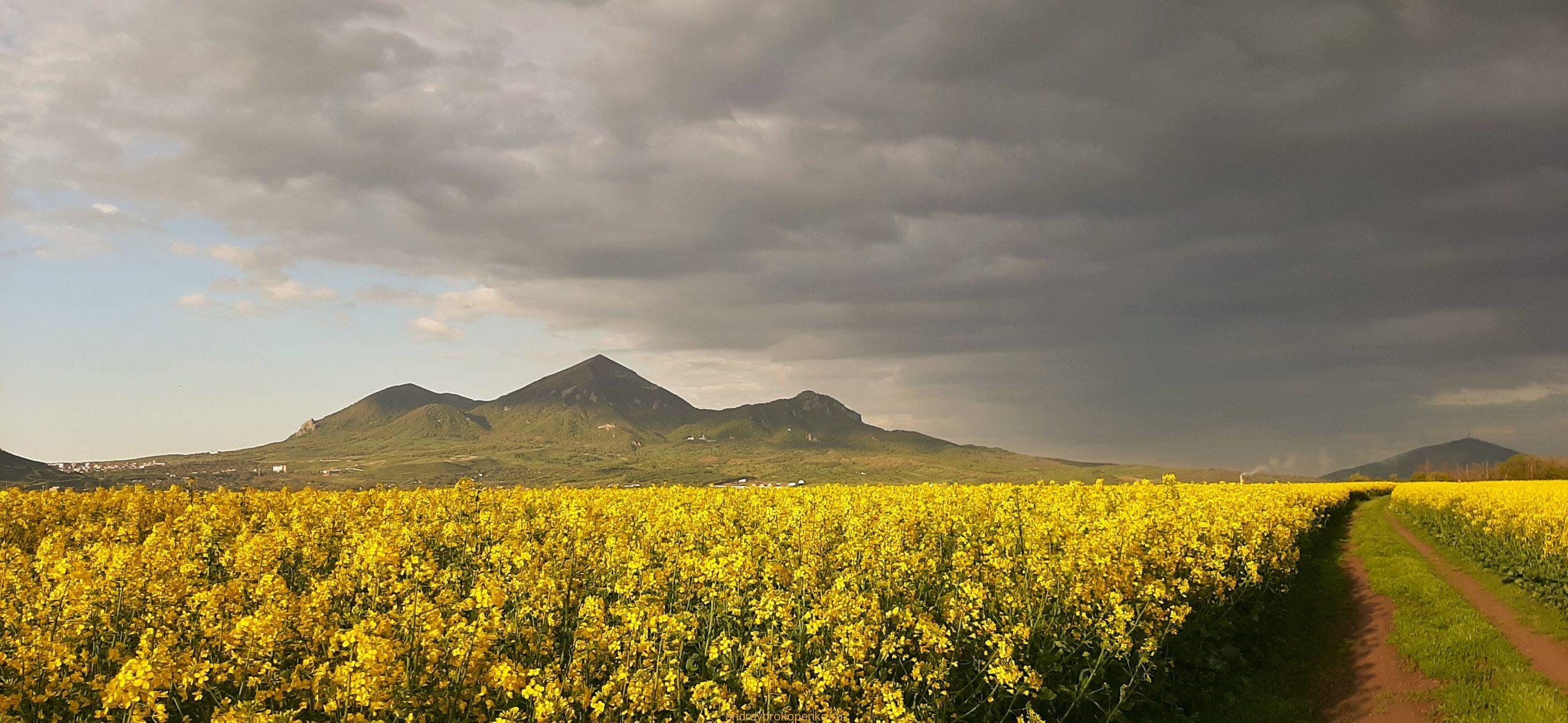 Цветение рапса на КМВ