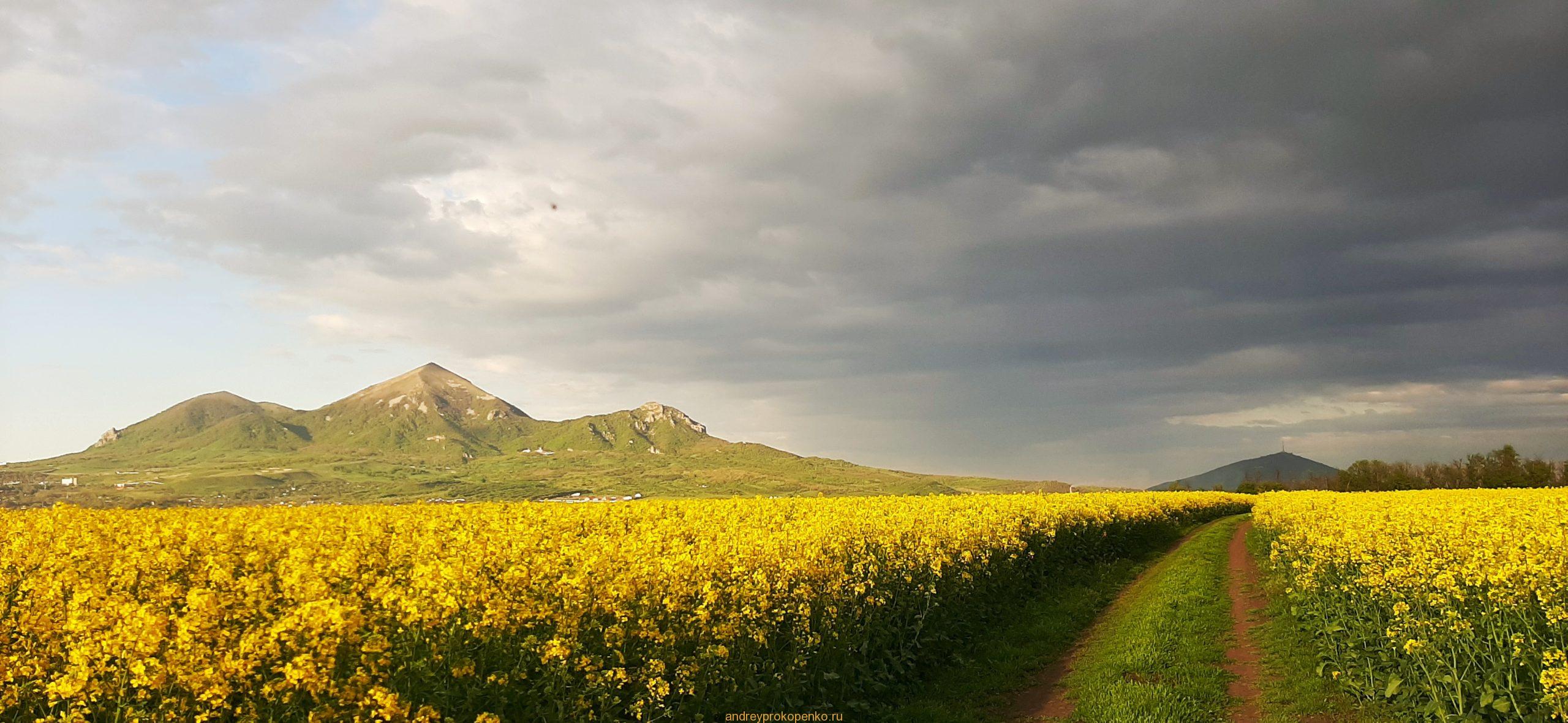 Цветение рапса на КМВ