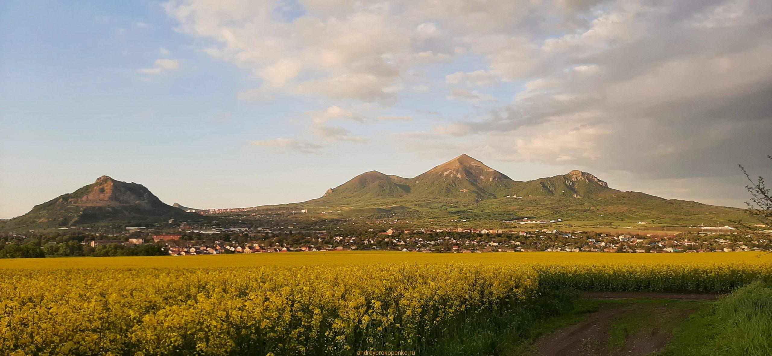 Цветение рапса на КМВ