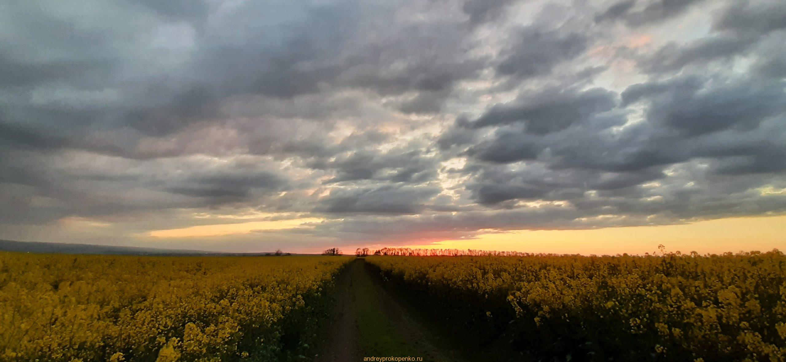 Цветение рапса на КМВ