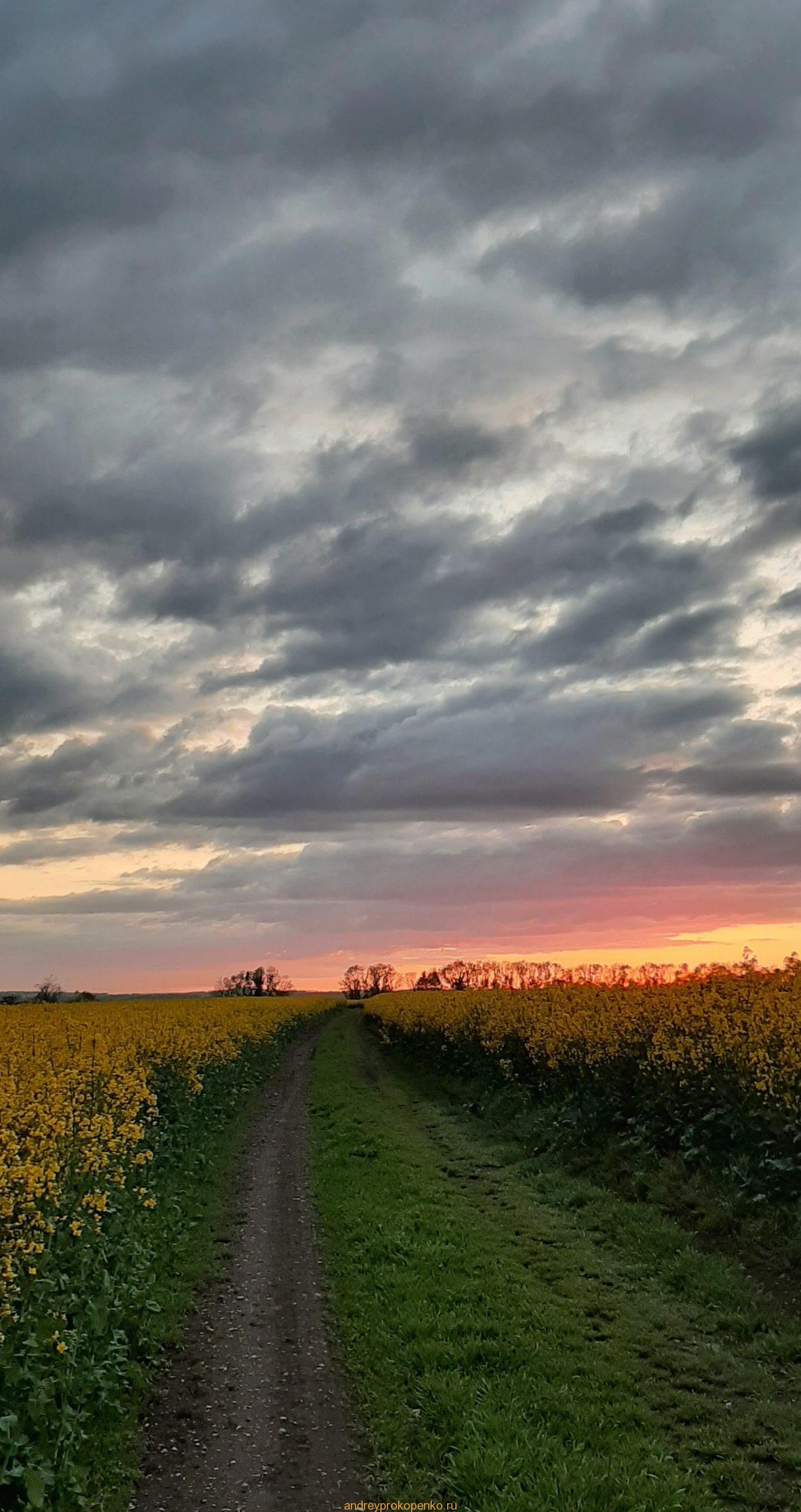 Цветение рапса на КМВ