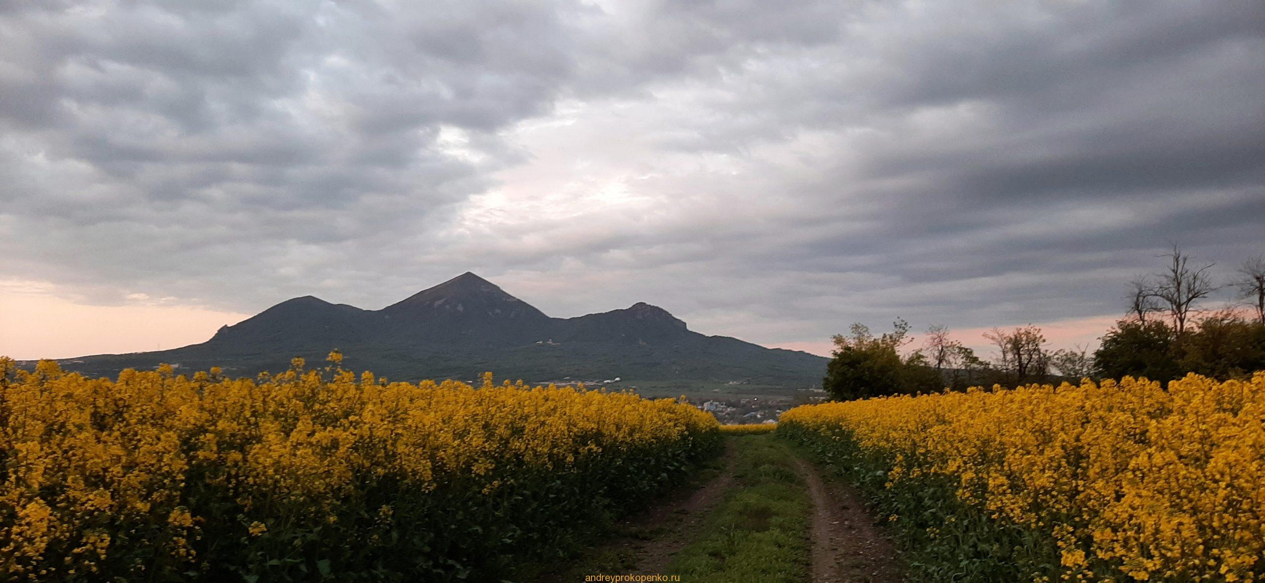Цветение рапса на КМВ