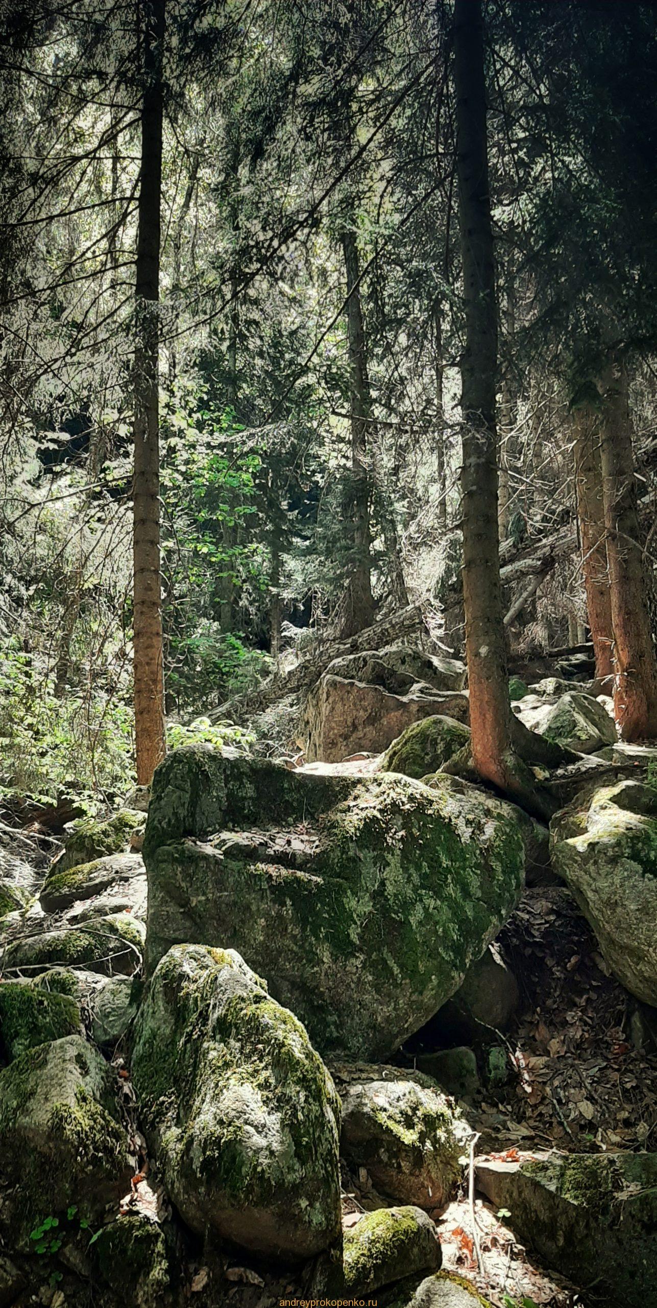 Путешествие в сказку. Домбайские вершины и сосны