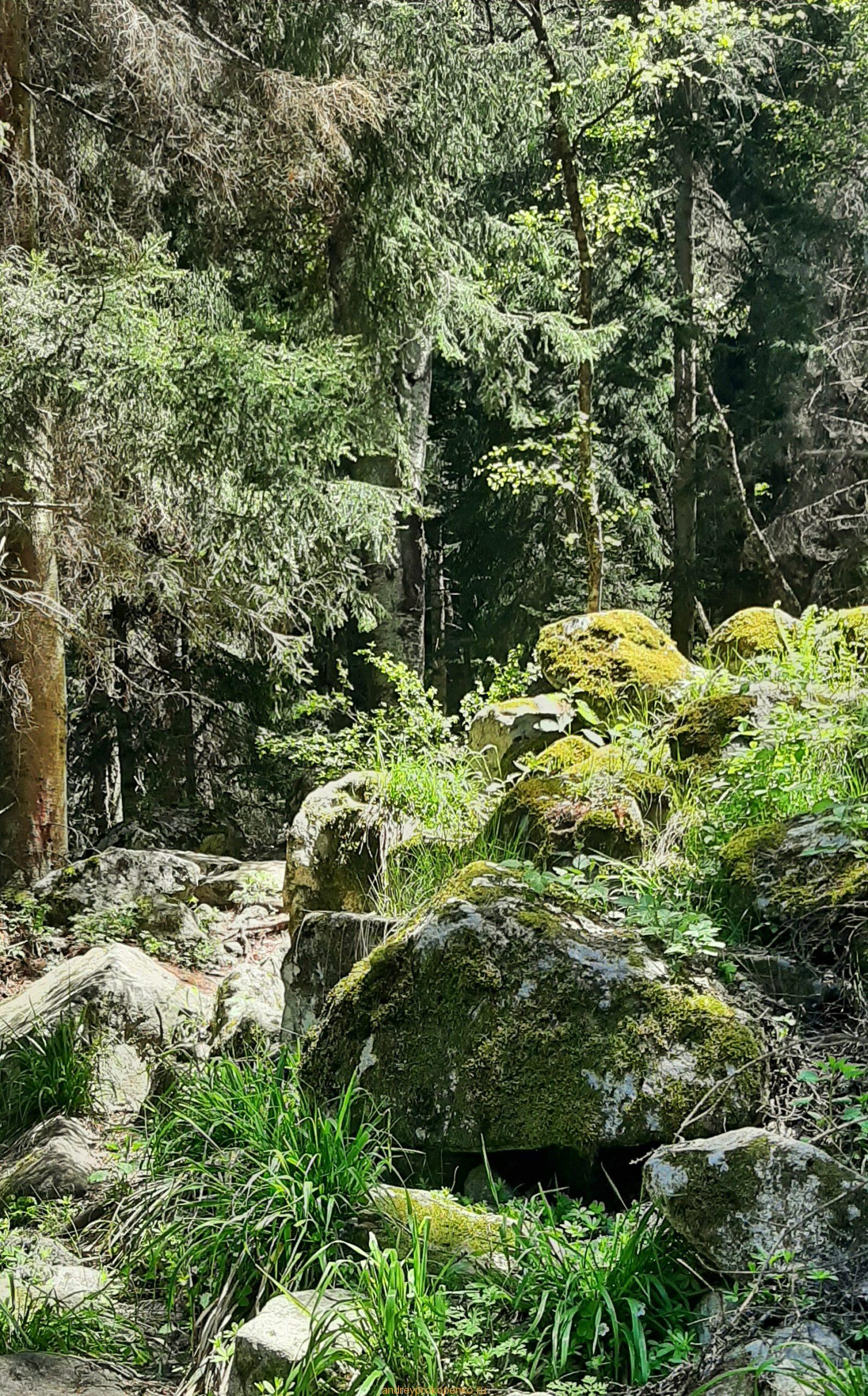 Путешествие в сказку. Домбайские вершины и сосны