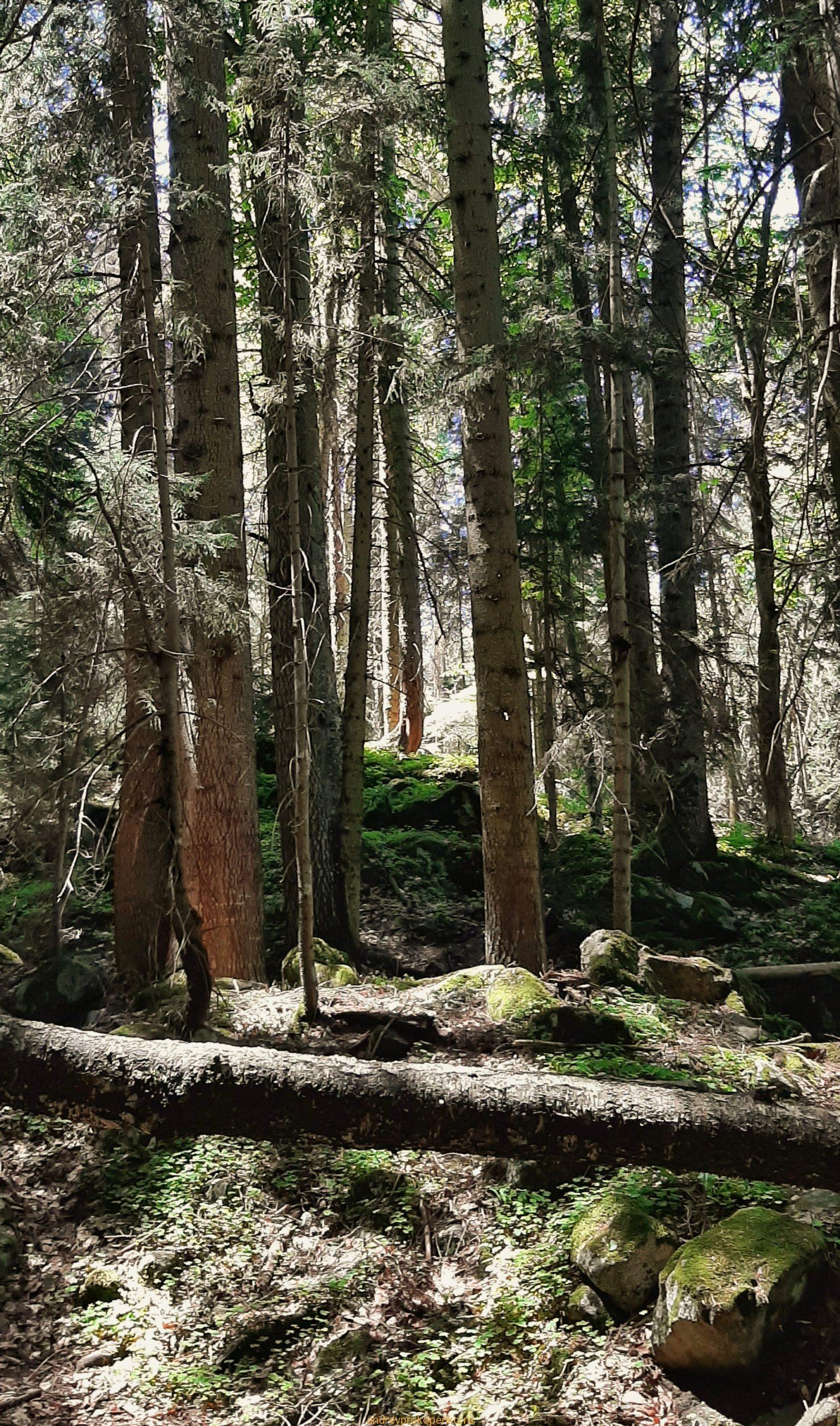 Путешествие в сказку. Домбайские вершины и сосны