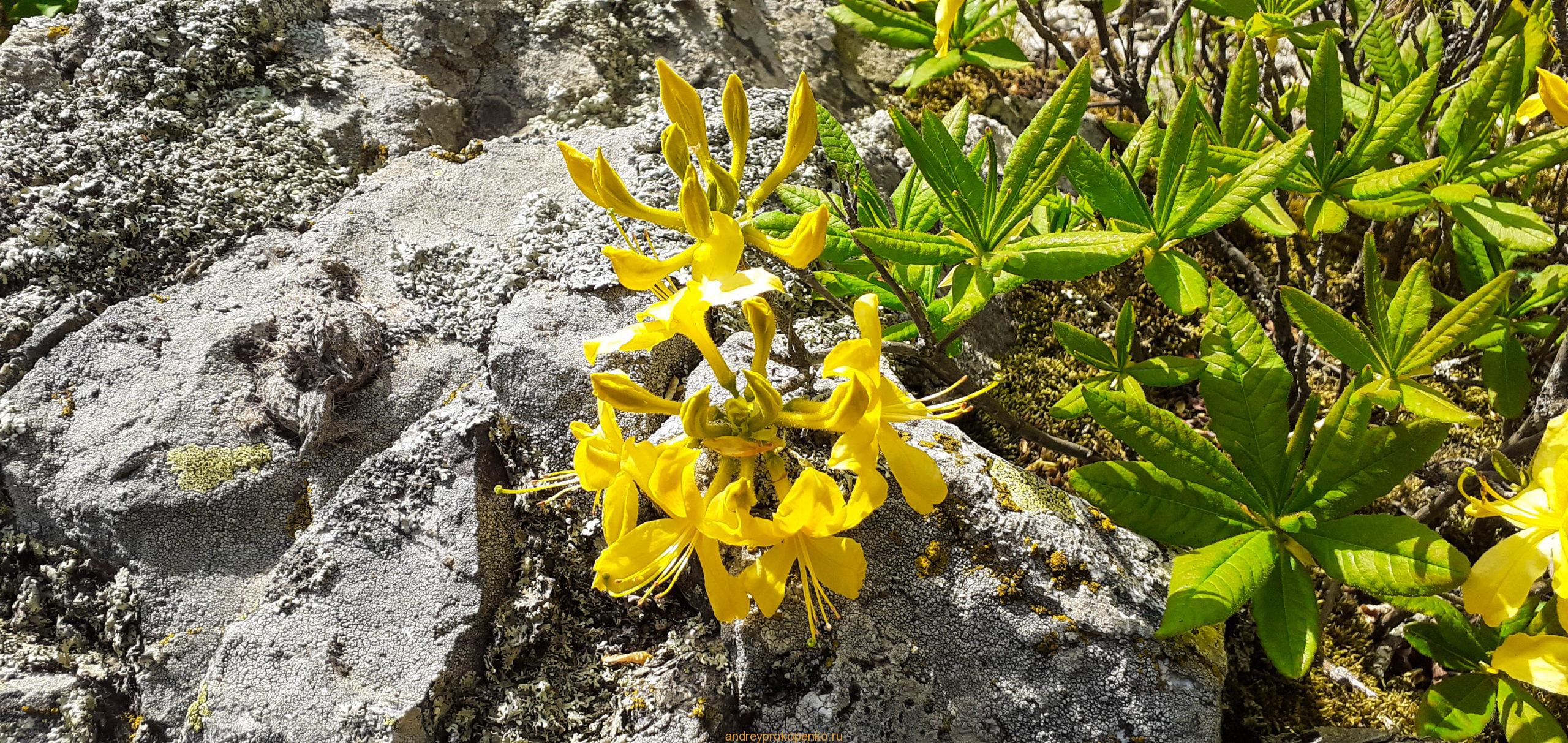 Козьи скалы на горе Бештау