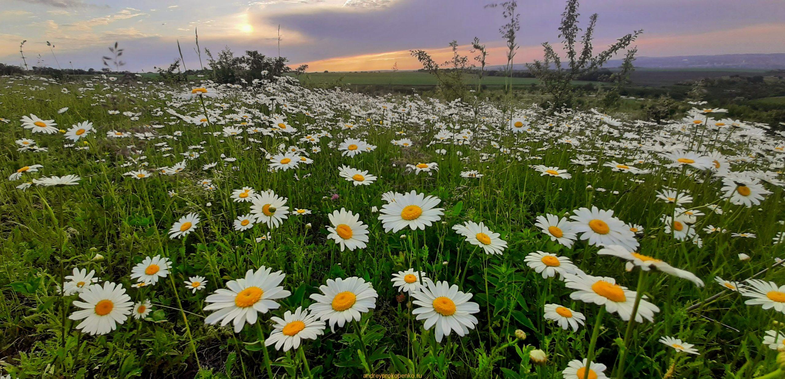 Закат на ромашковом поле около Ессентуков