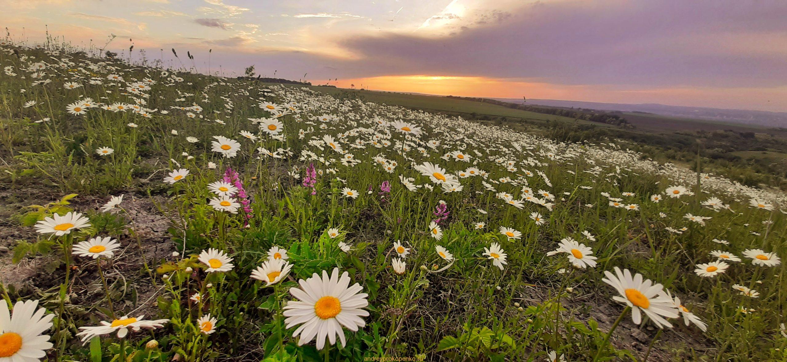 Закат на ромашковом поле около Ессентуков