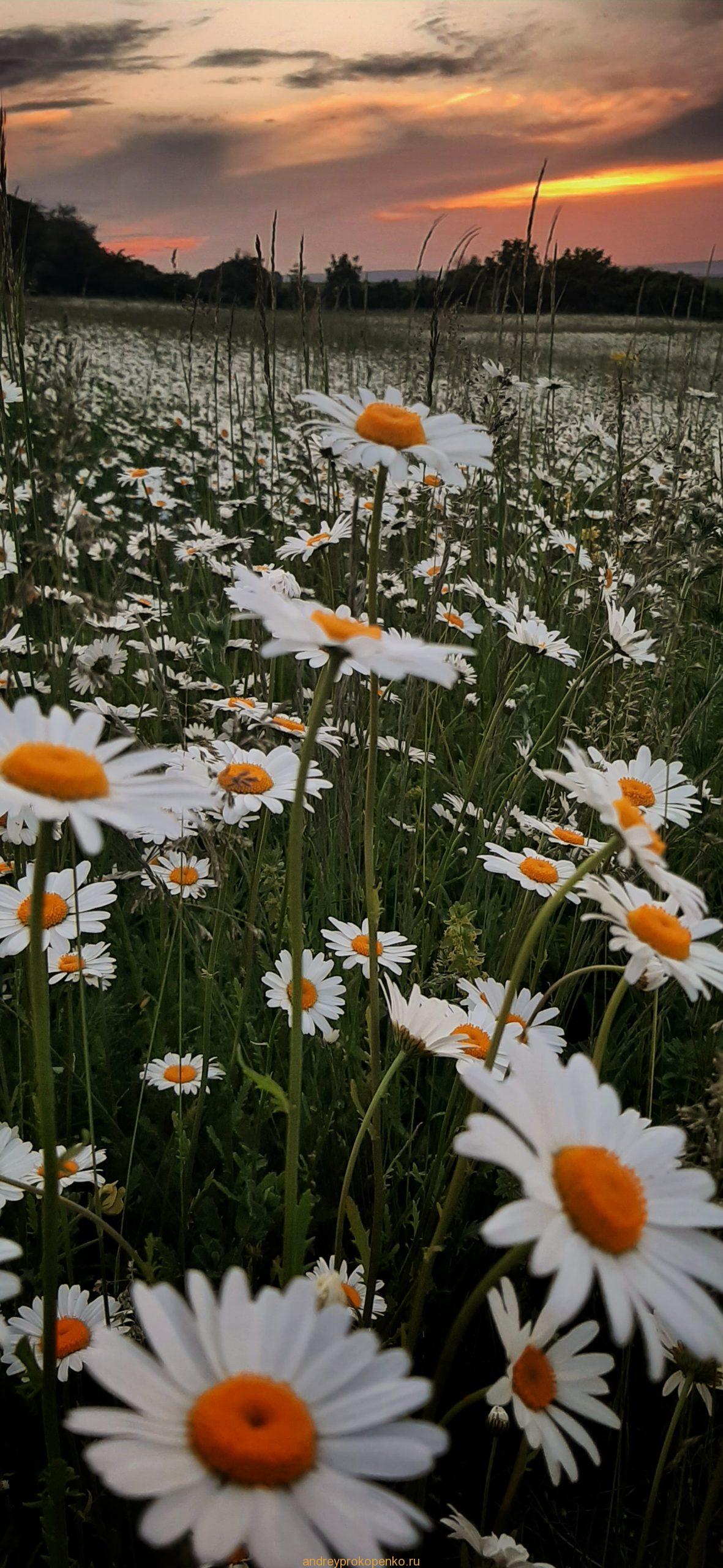 Закат на ромашковом поле около Ессентуков