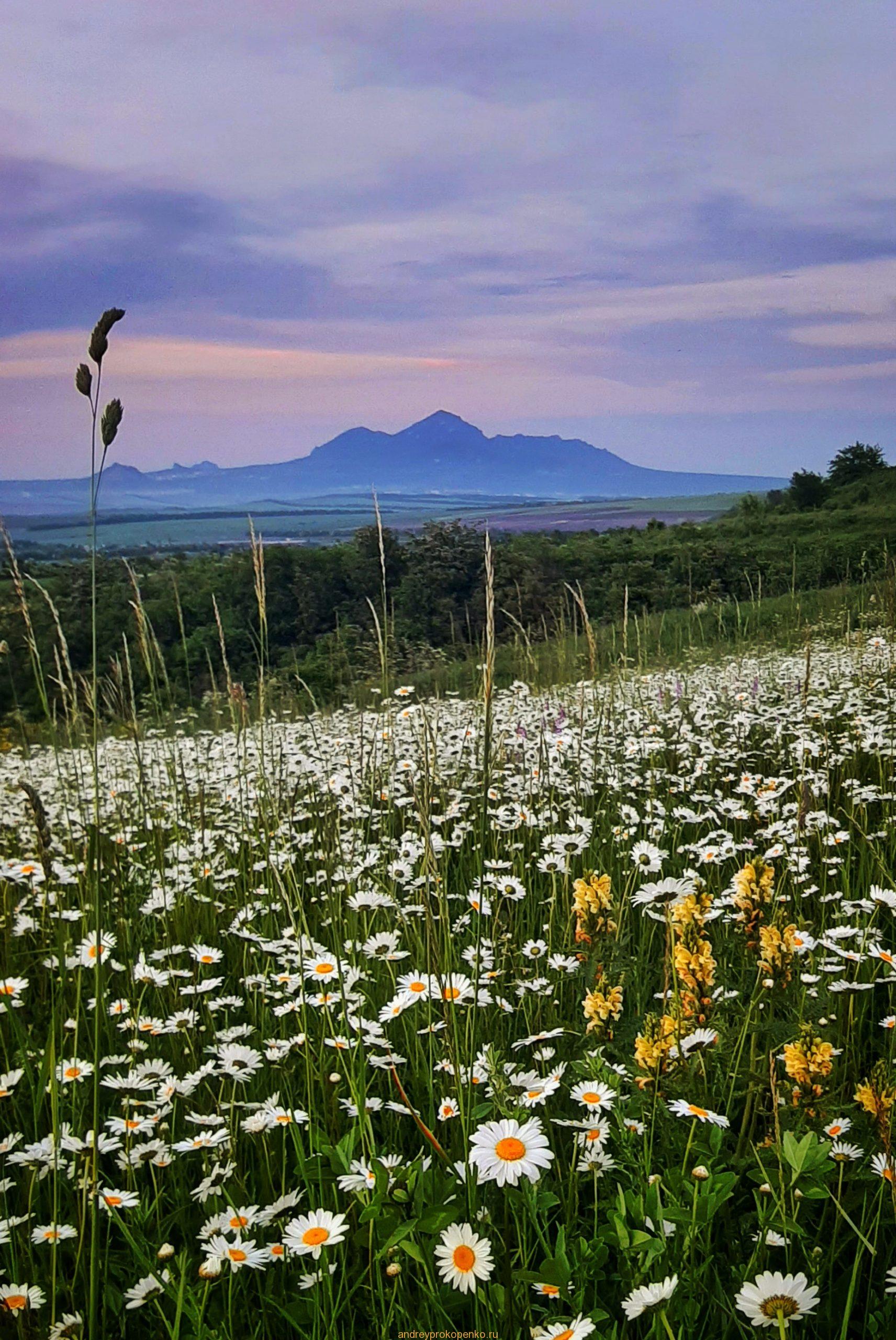 Закат на ромашковом поле около Ессентуков