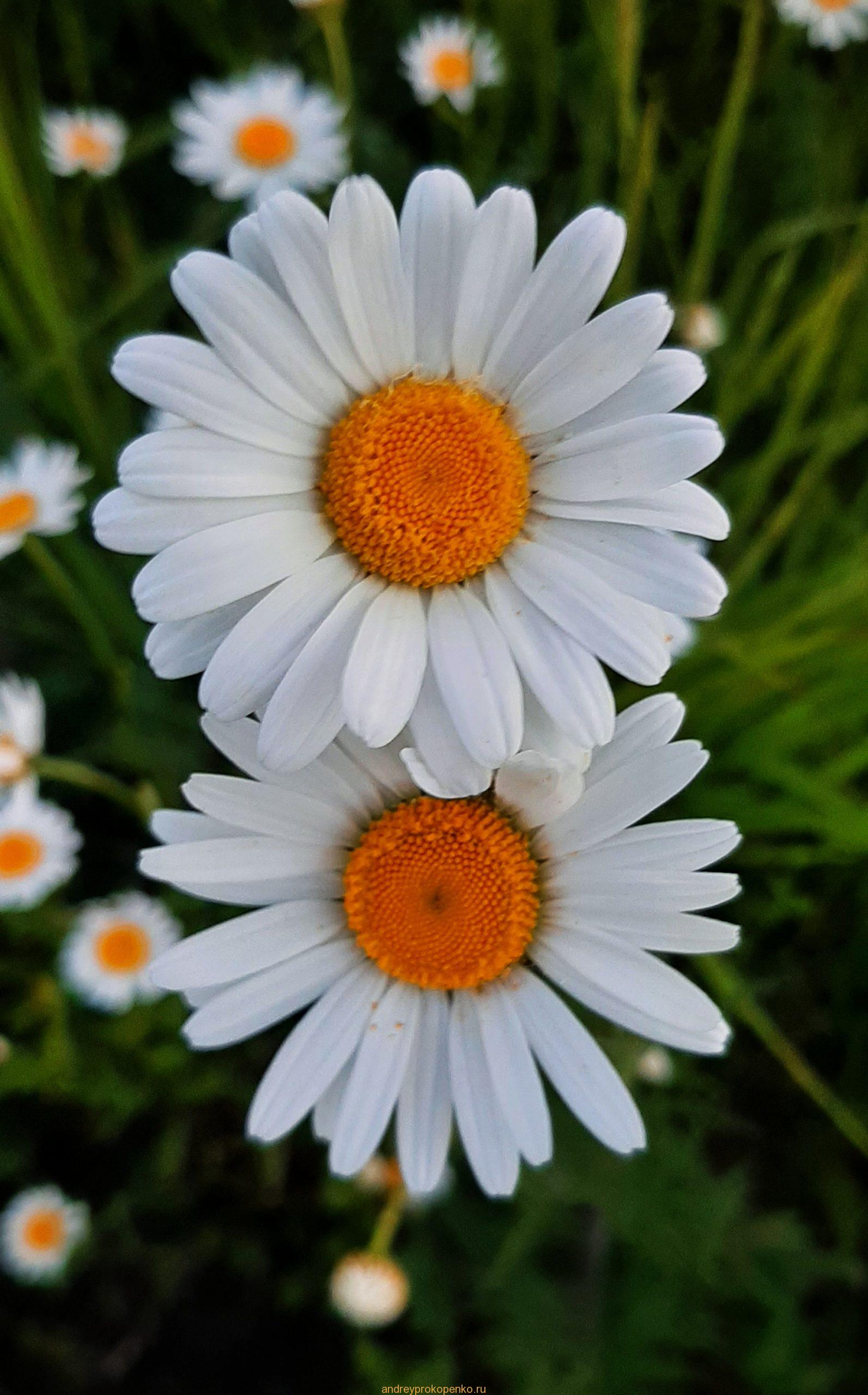 Закат на ромашковом поле около Ессентуков