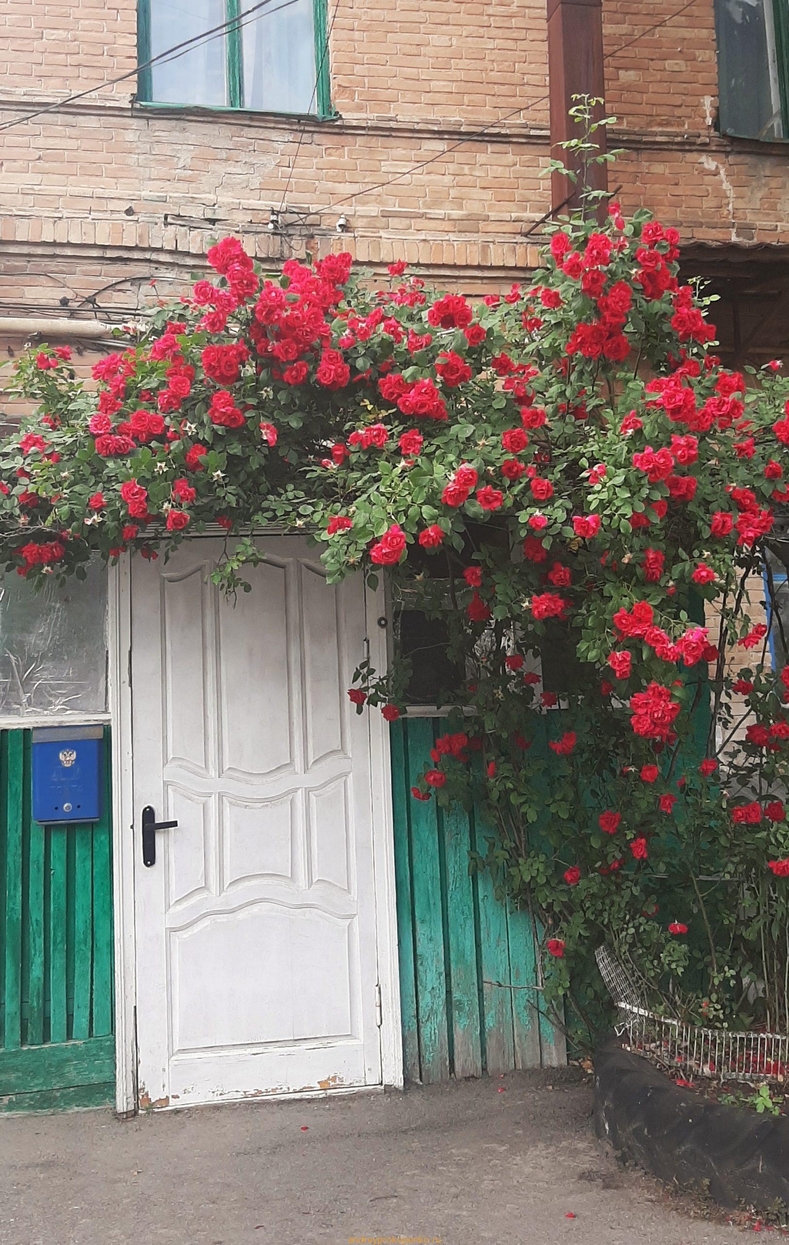 Розы в Пятигорске