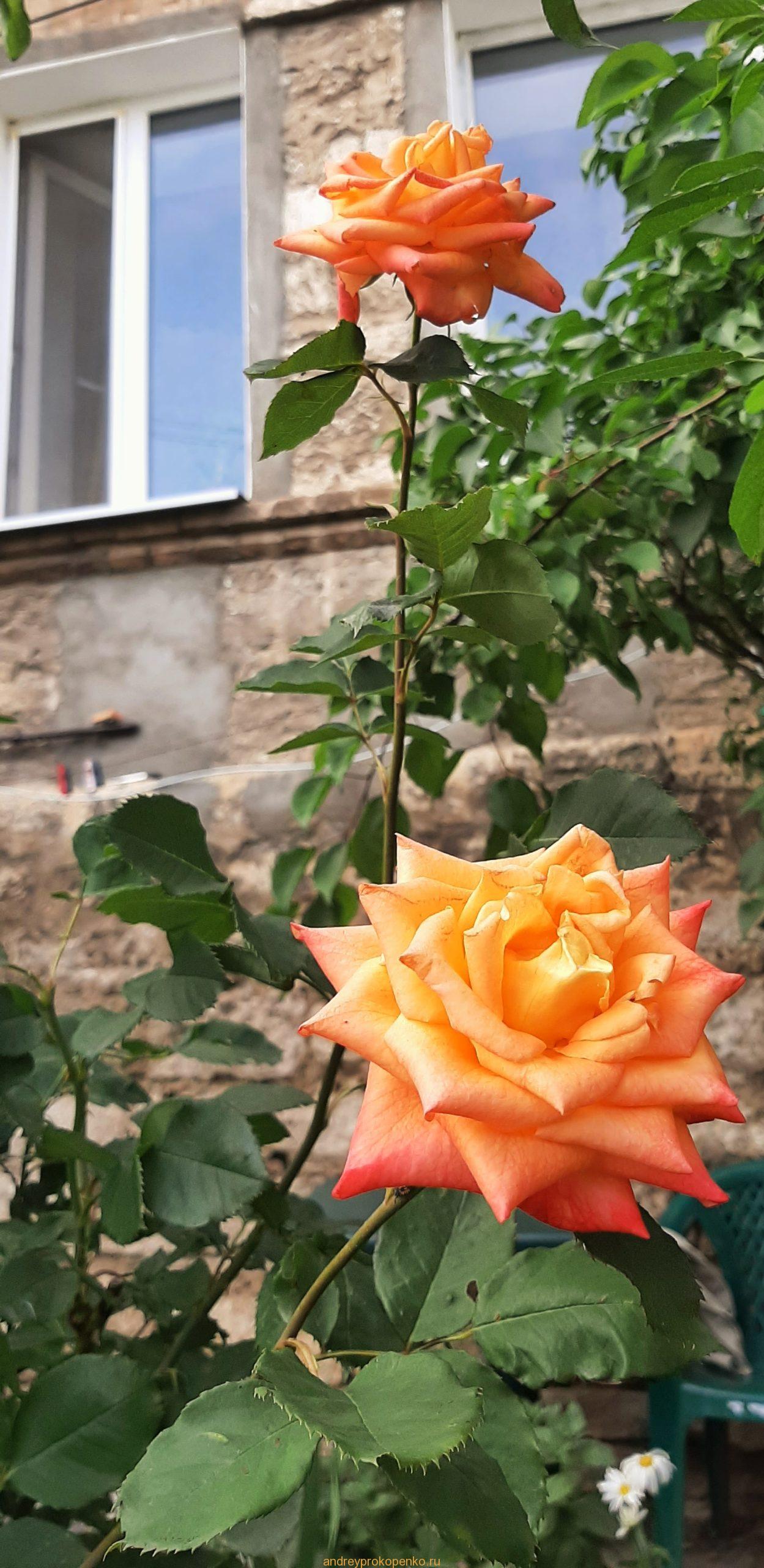 Розы в Пятигорске