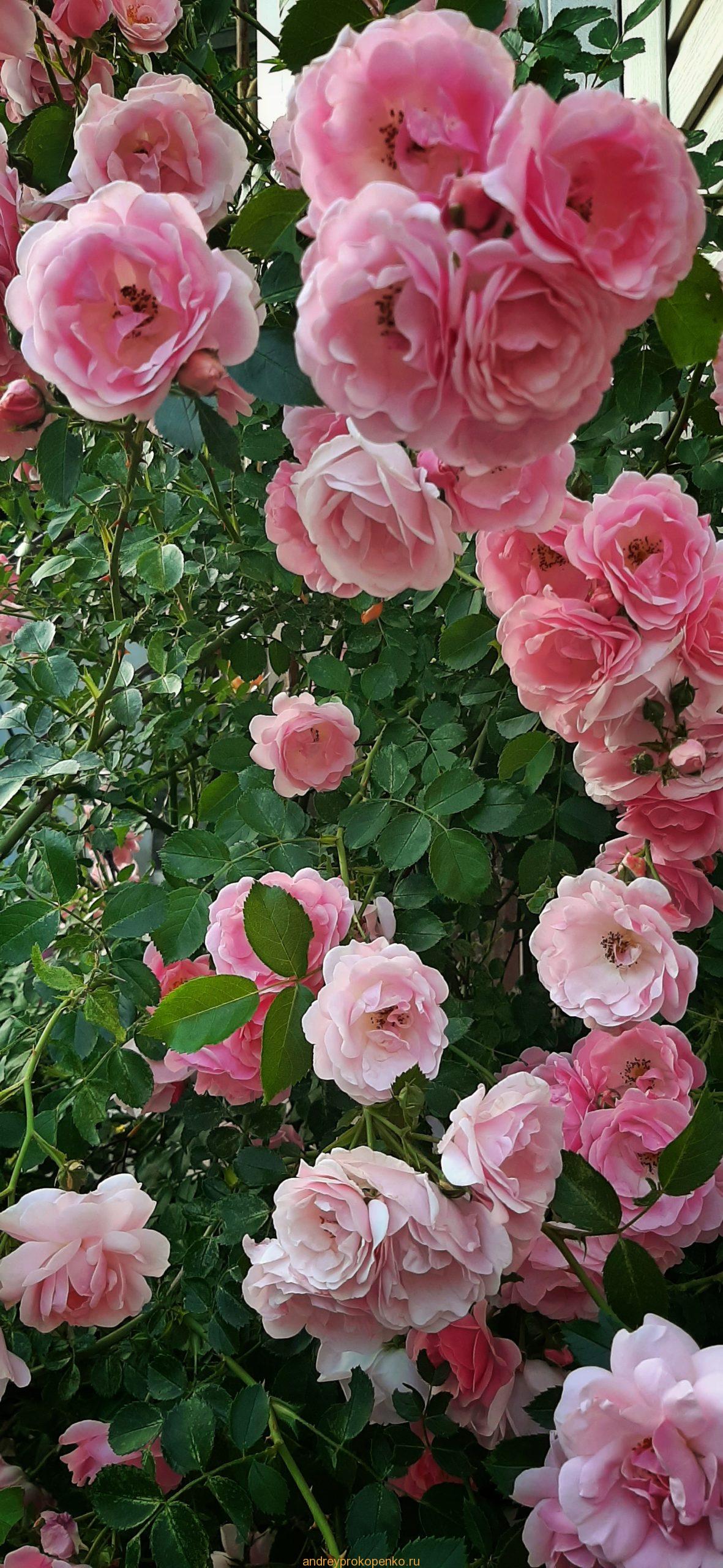 Розы в Пятигорске