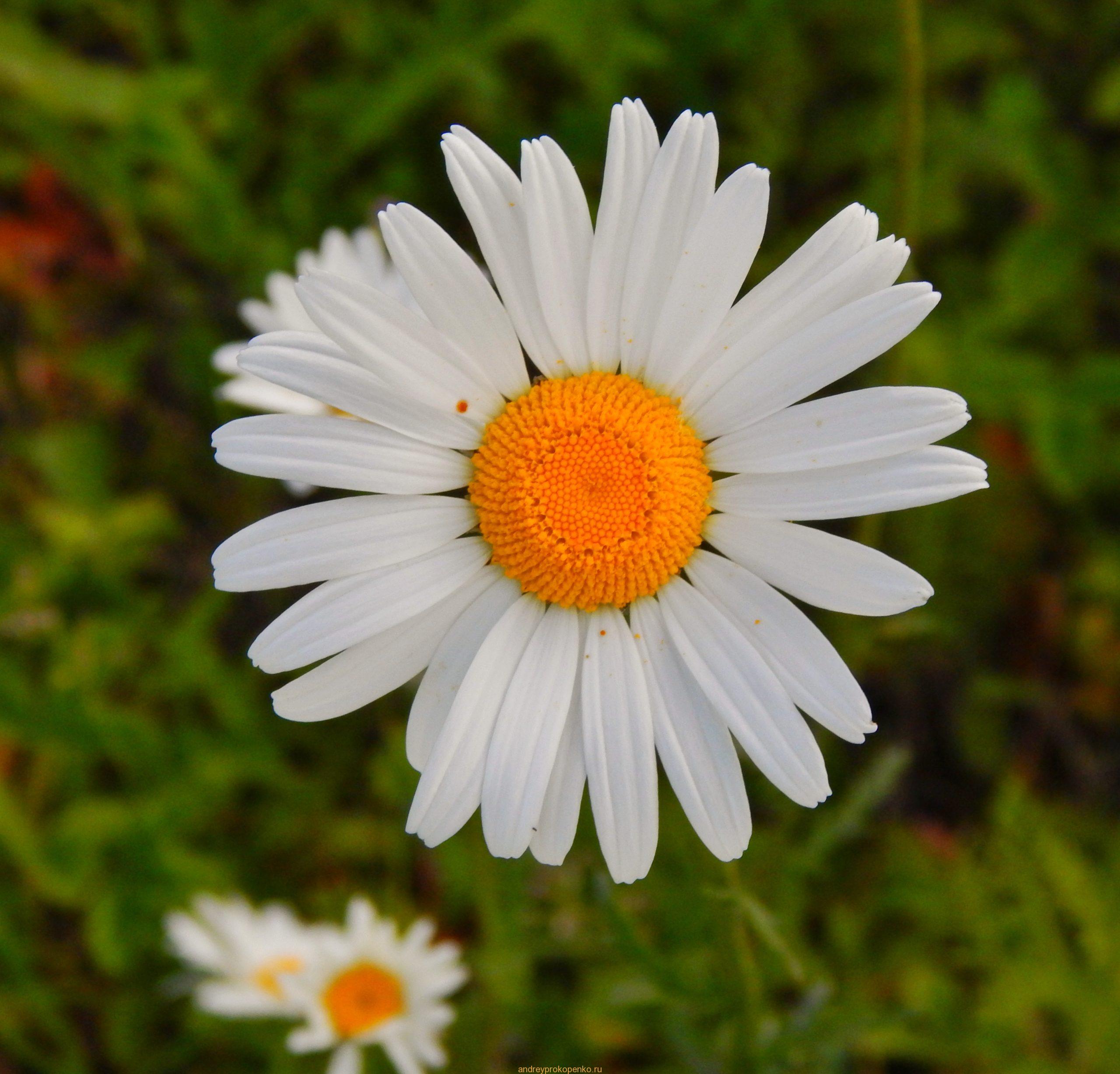 Закат на ромашковом поле около Ессентуков