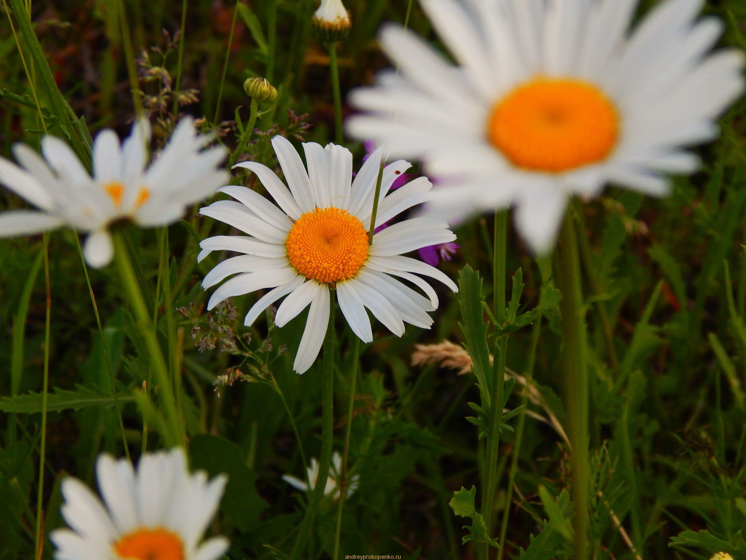 Закат на ромашковом поле около Ессентуков