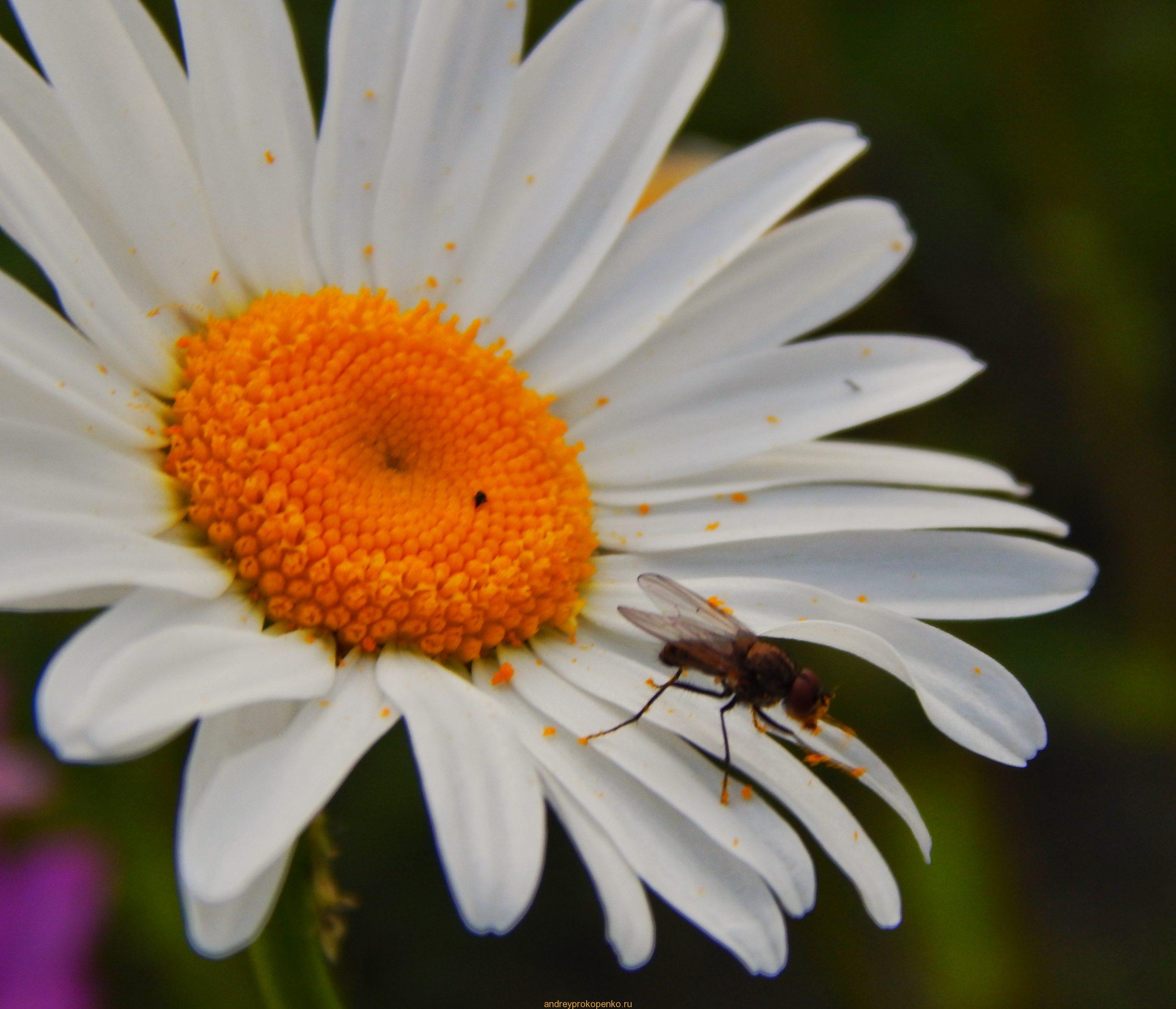 Закат на ромашковом поле около Ессентуков